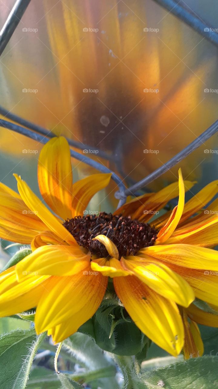 Sunflower Reflecting