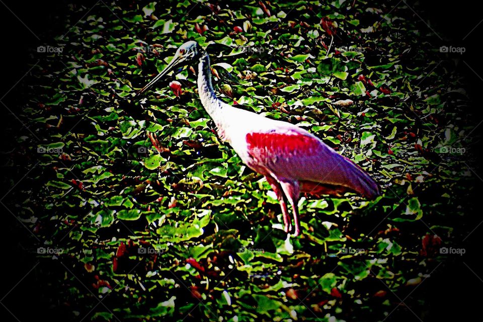 Roseate spoonbill . Roseate spoonbills