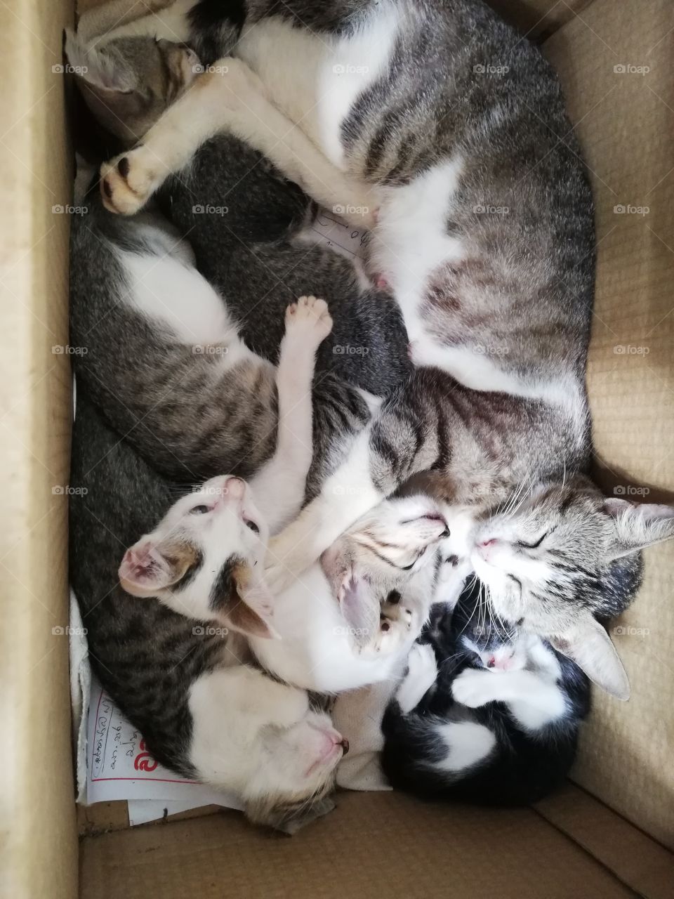 Kittens with mother cat