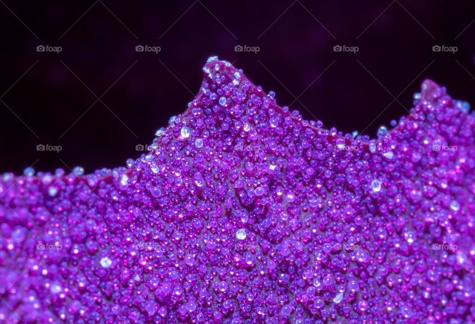 Close-up of Atriplex Hortensis purple leaf with bubbles