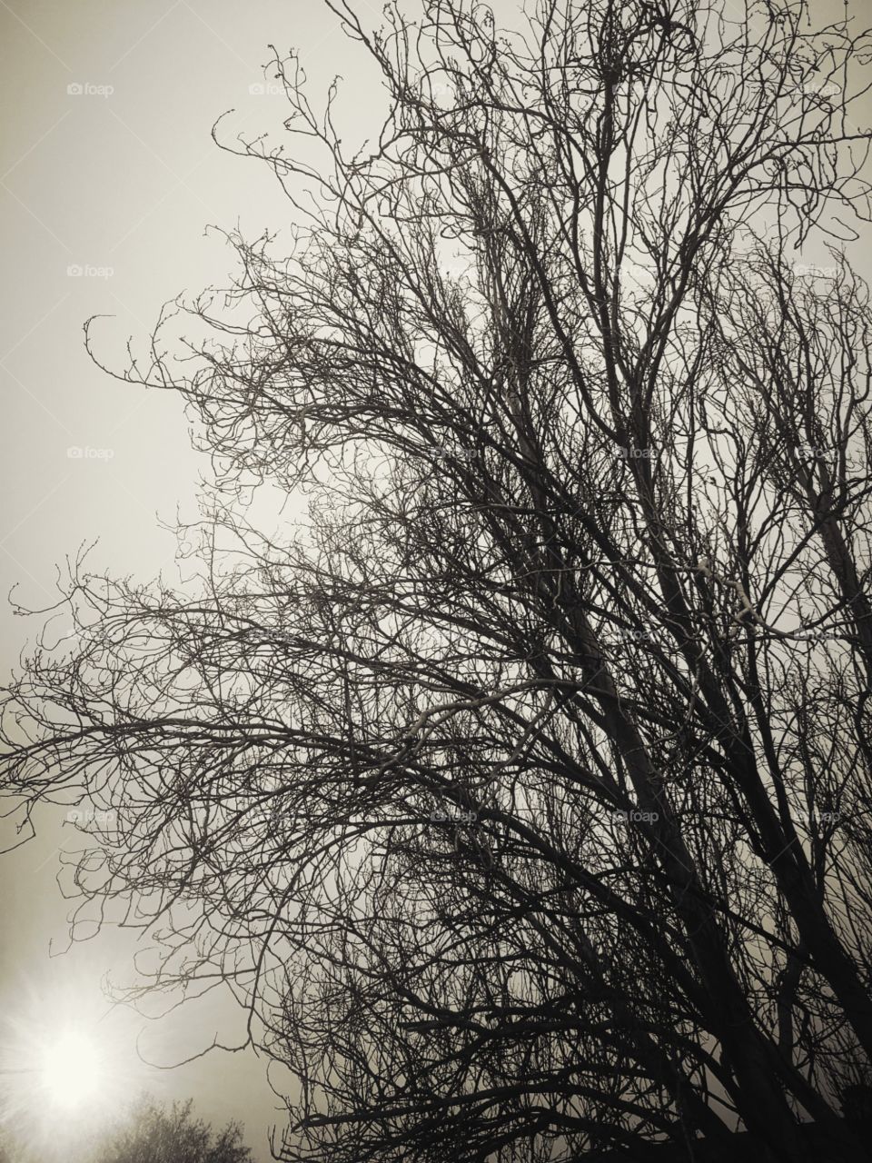 Winter trees in garden