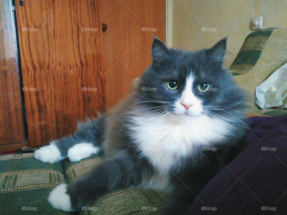 Gray fluffy homemade cat