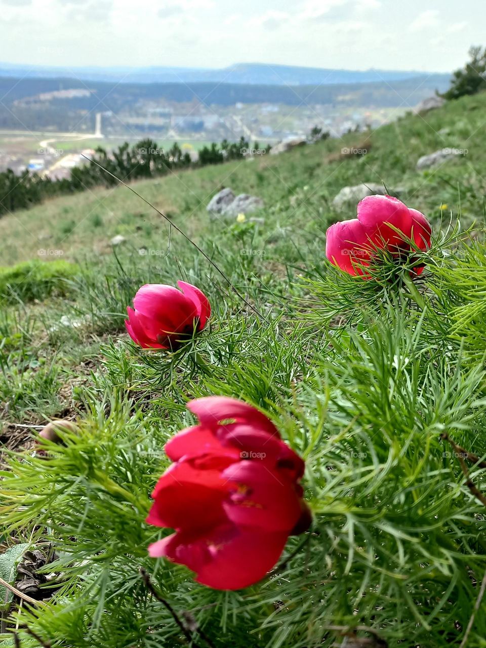 wild peonies of red color, listed in the Red Book, begin to bloom in the mountains!