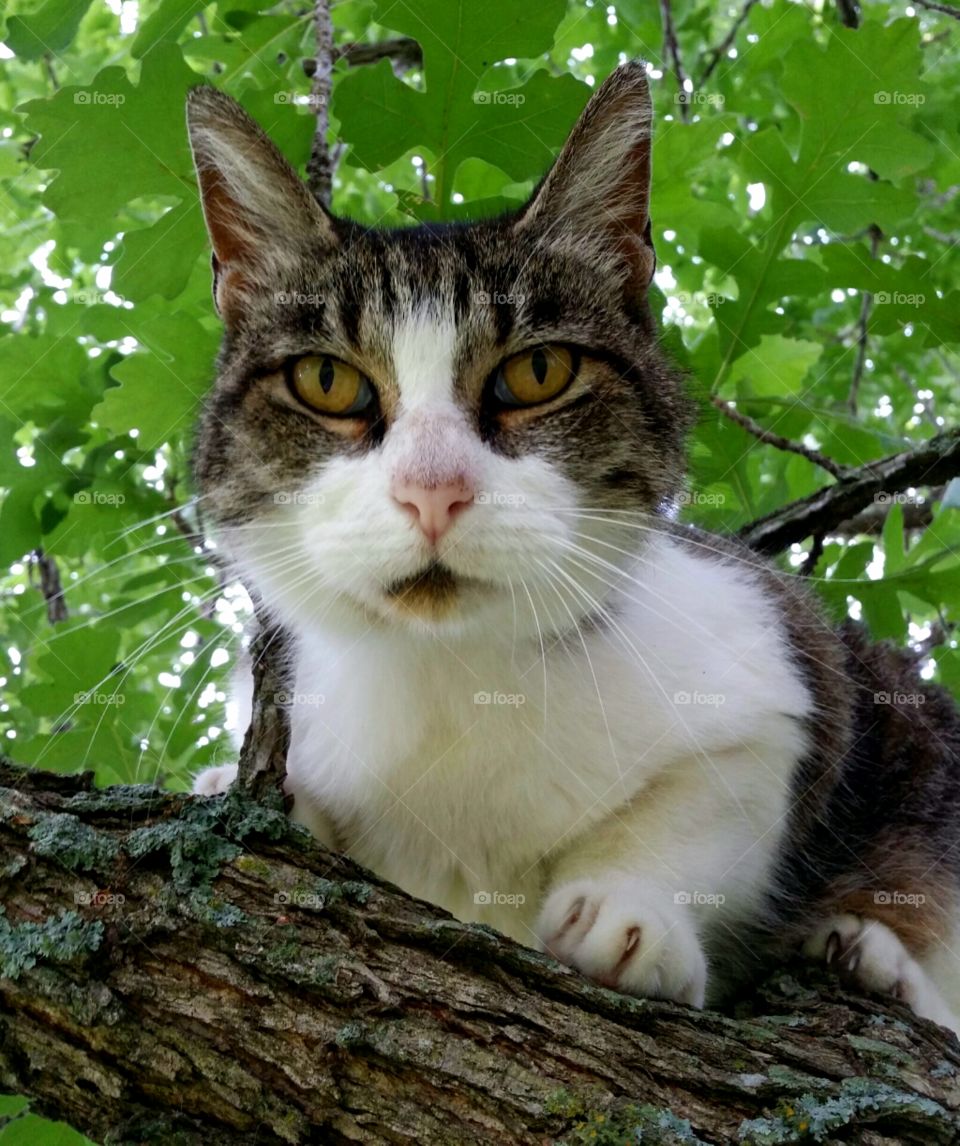 Tabby Up a Tree