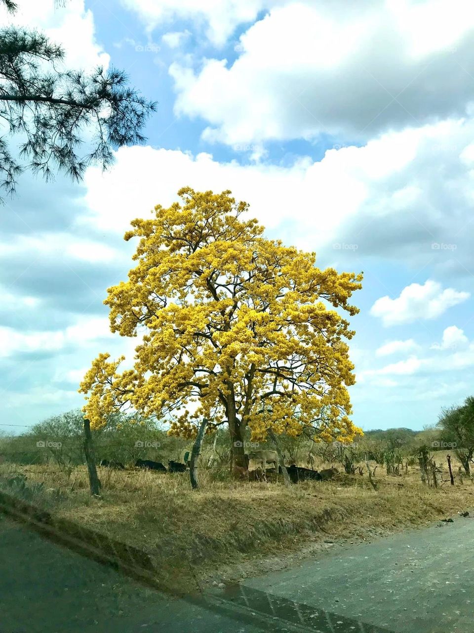Yellow tree 