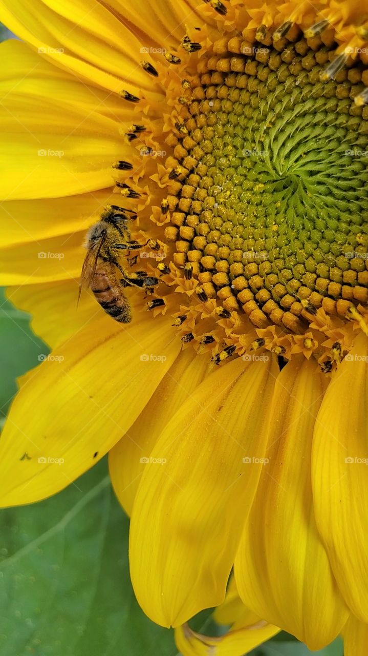 bee