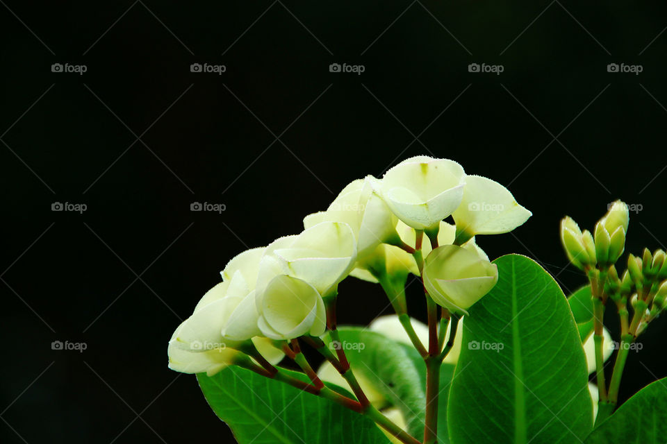 Beautiful white flowers on black background. Poy-sean flower.