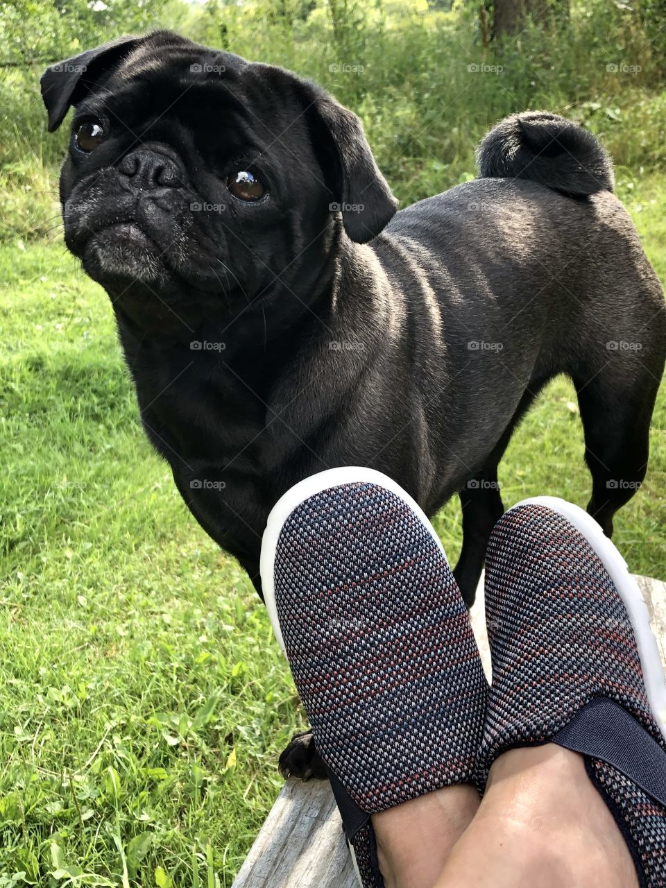 Lucy Lu the Pug