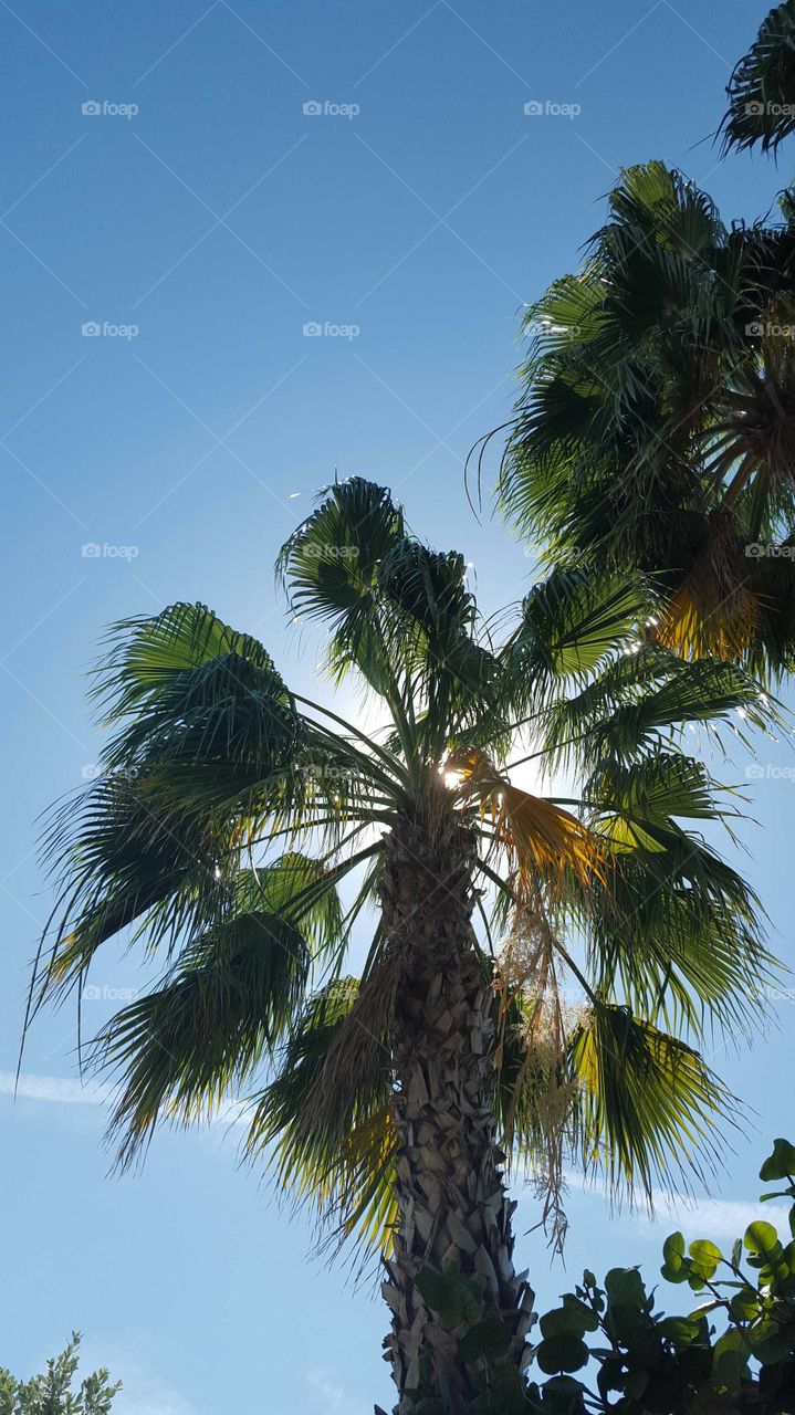 Light Behind the Palm