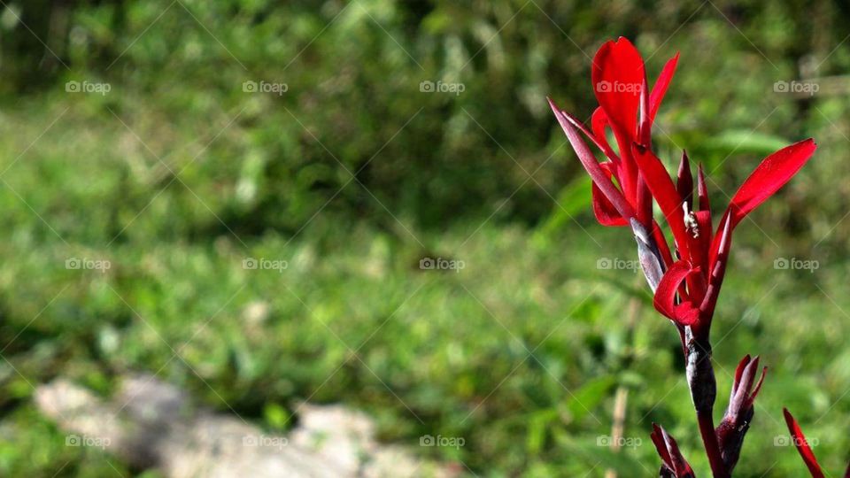 A flower is a smile from Heaven...😍