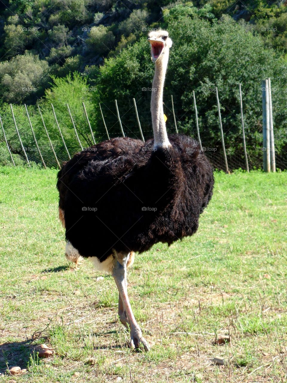 Ostrich