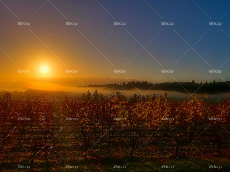 Sunrise over Oregon Wine country