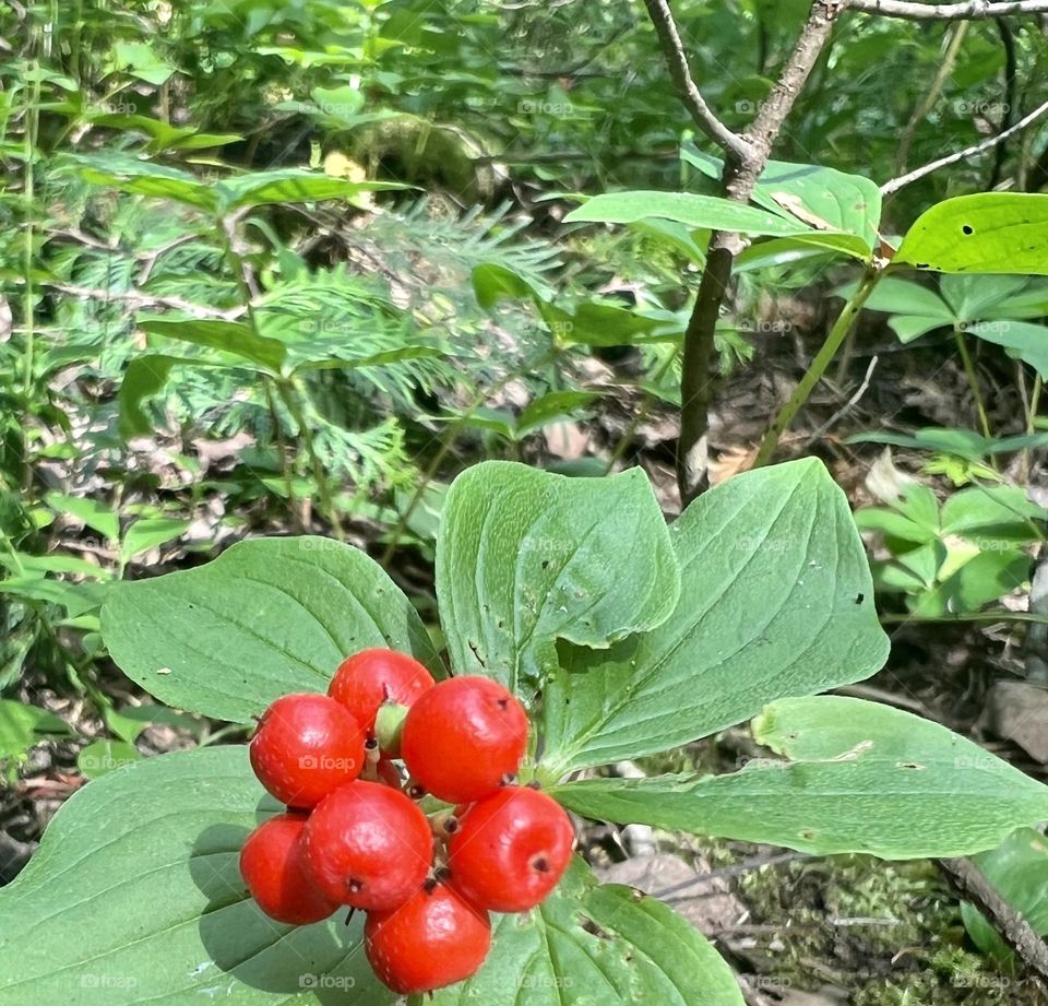 Red berries 