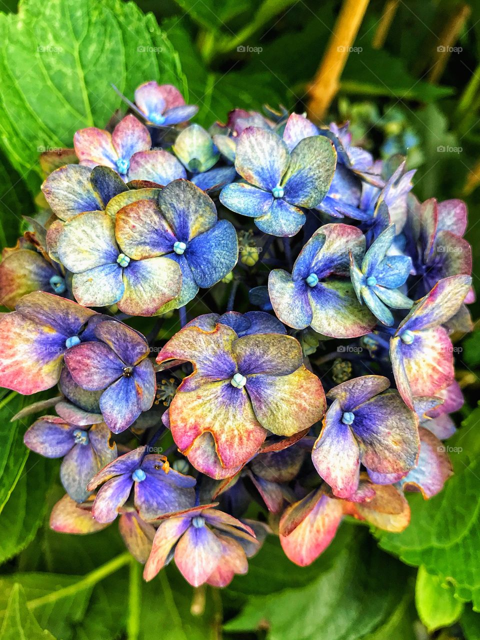 Hydrangea