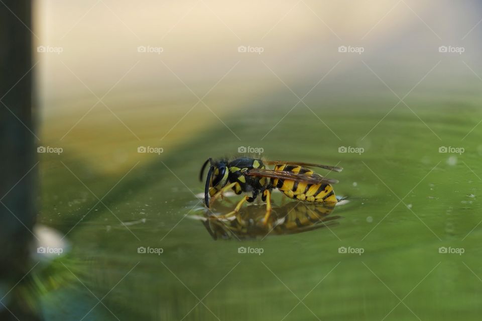 Thirsty wasp perching on water and drinking