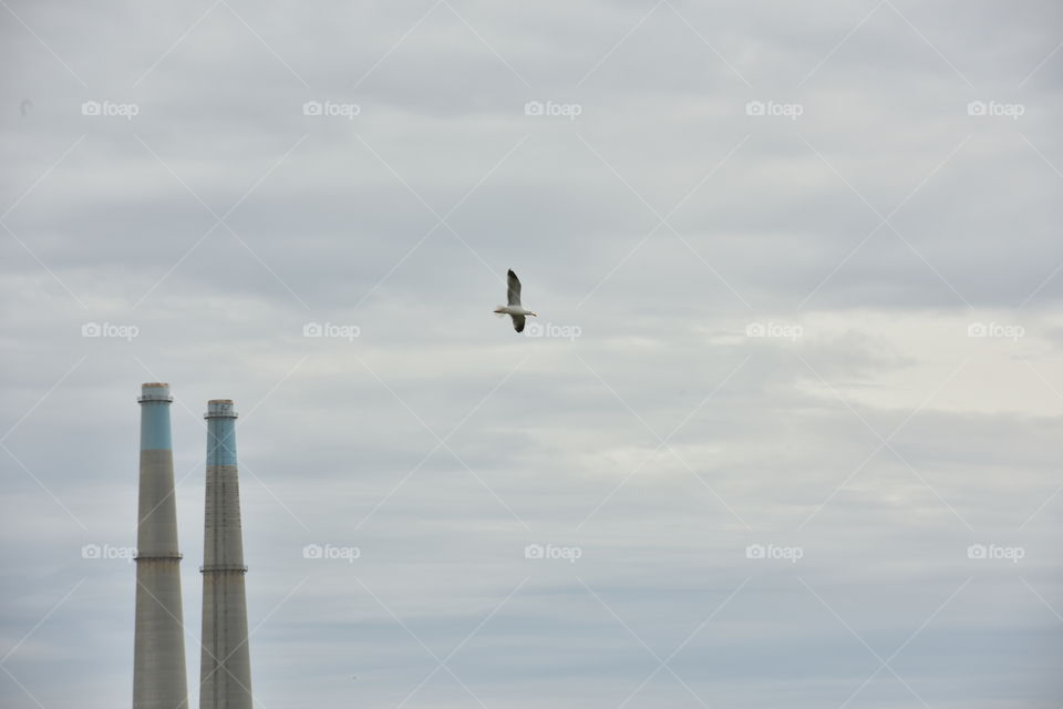 Minimalist landscape, bird soaring in urban sky