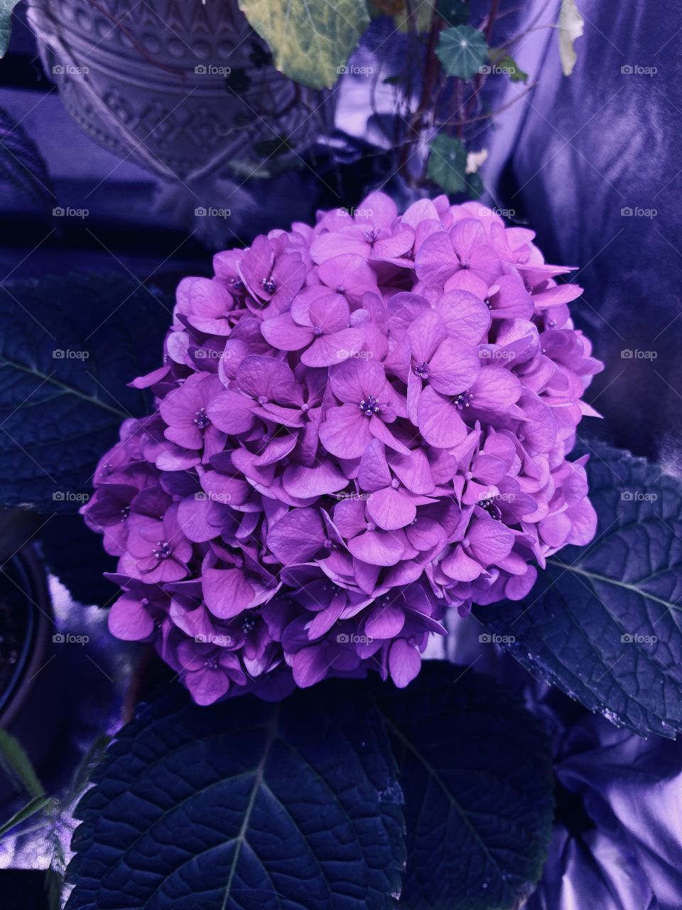 Big beautiful pink hydrangea blooming and thriving in the middle of winter thanks to my grow tent used for indoor gardening