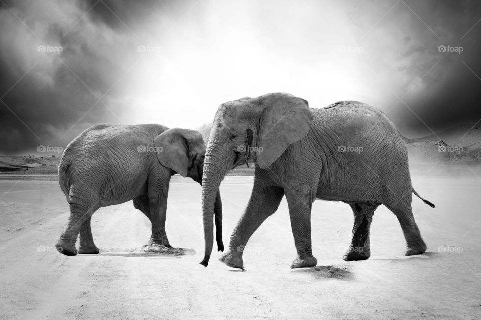 Great artwork of Elephants.  All proceeds go towards the conservation of endangered species.