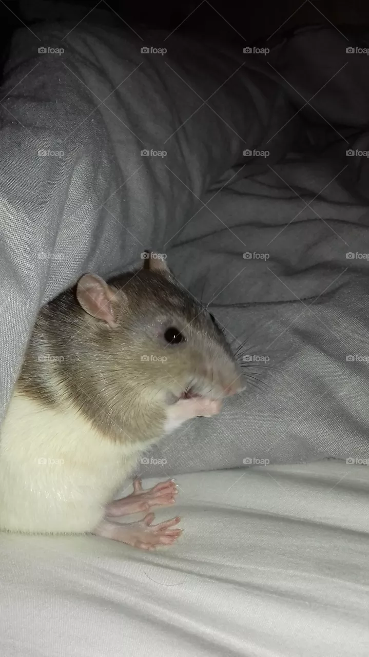 Rat
