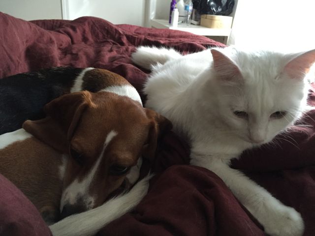 Cuddly friends 