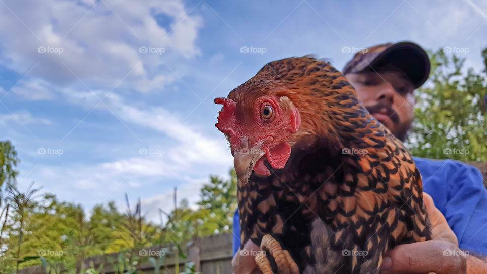 Backyard Chicken- A close up of one of our urban backyard Lace Wyndotte chickens named Peaky, held by my handsome hubby.