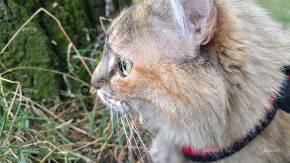 A fluffy tri-colored kitten walking in a park with red harness and leash