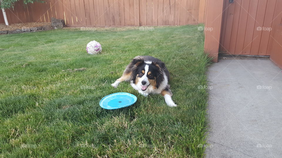my frisbee