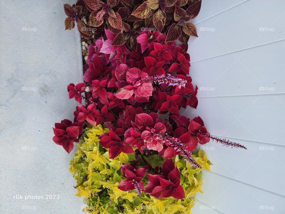 red yellow Joseph coats