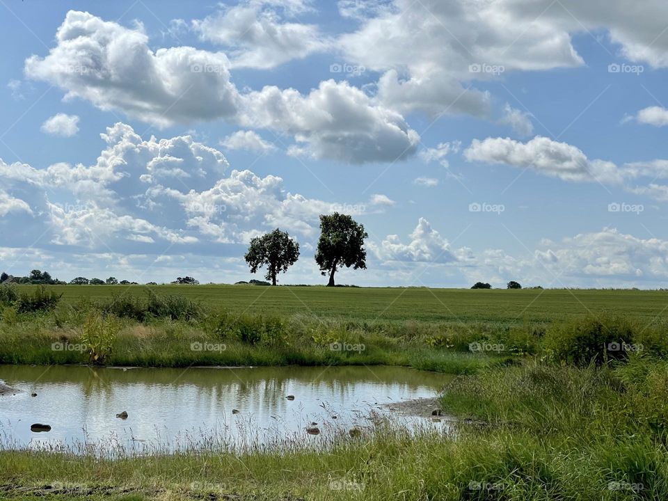 Todays walk … I snapped a picture of two trees which I spotted in a field of crops …. They stood out a lot to me  against the countryside landscape 💙💚