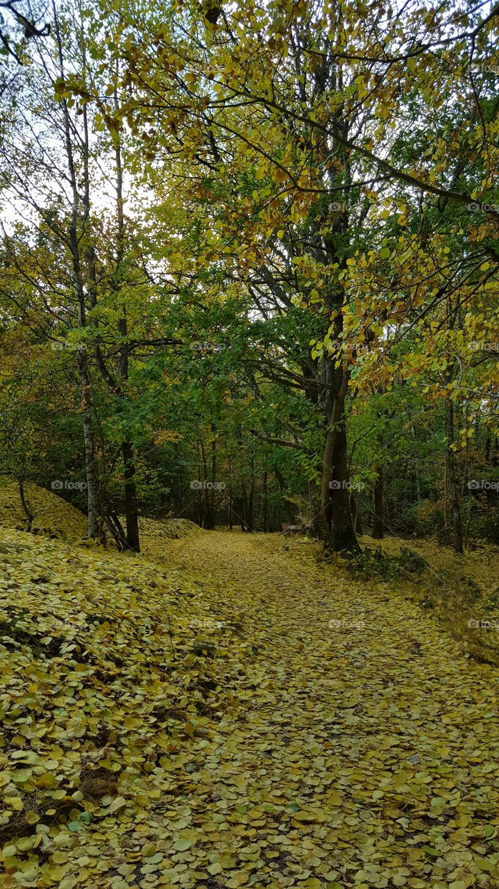 Autumn trees in forest