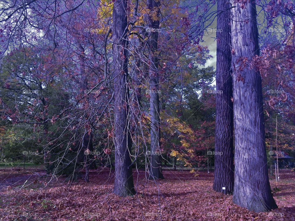 Magical forest. / Floresta mágica.