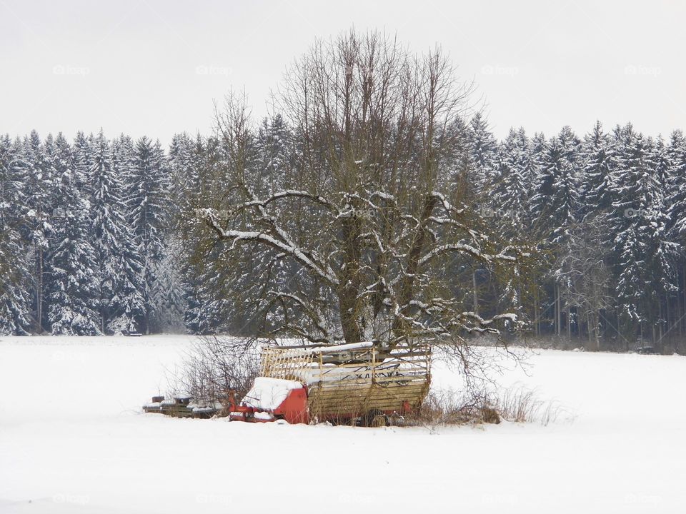 tree and Snow White in landscape and good view