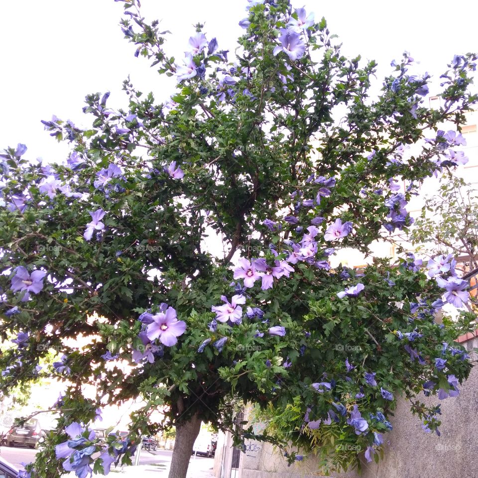 Hibiscus syriacus L.