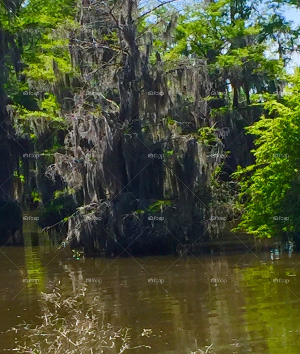 Water and Spanish Moss tree, reflected in the water.