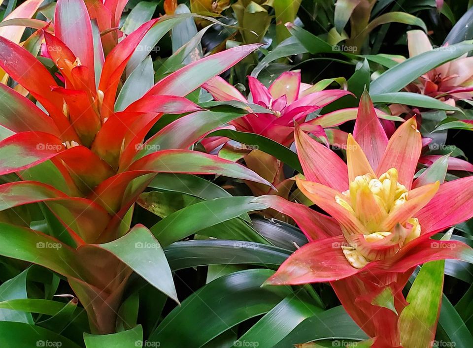 Bromeliad in Full Bloom