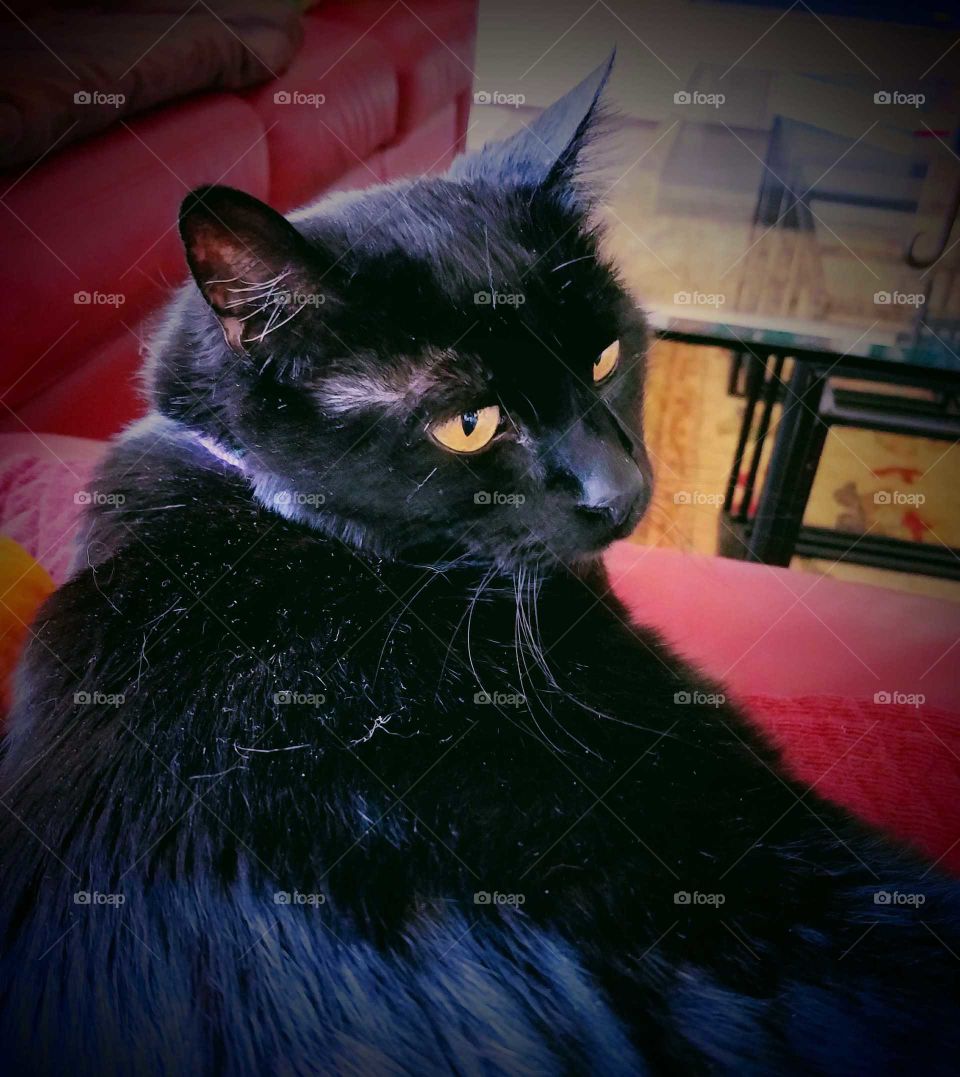 A black cat resting on a couch and gazing to the right