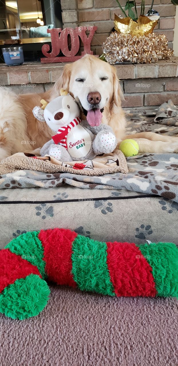 kaci our golden retriever playing with her Christmas presents