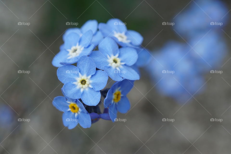 Beautiful blue forget me not flowers ...growing in my garden 