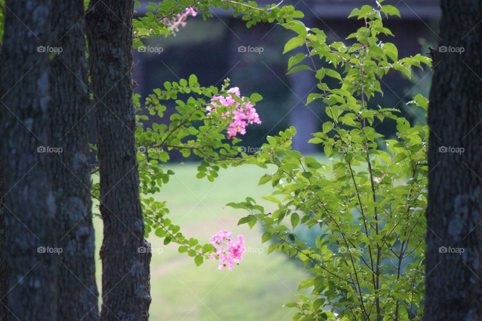 Crepe myrtle in bloom