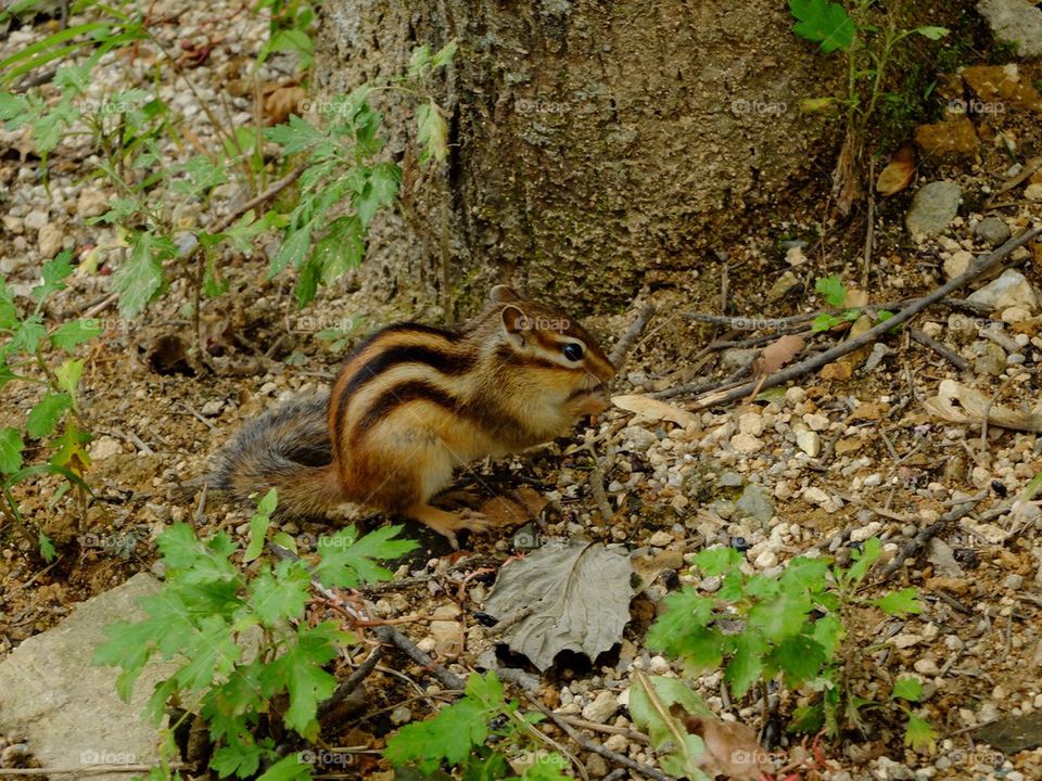 Little squirrel in Korea