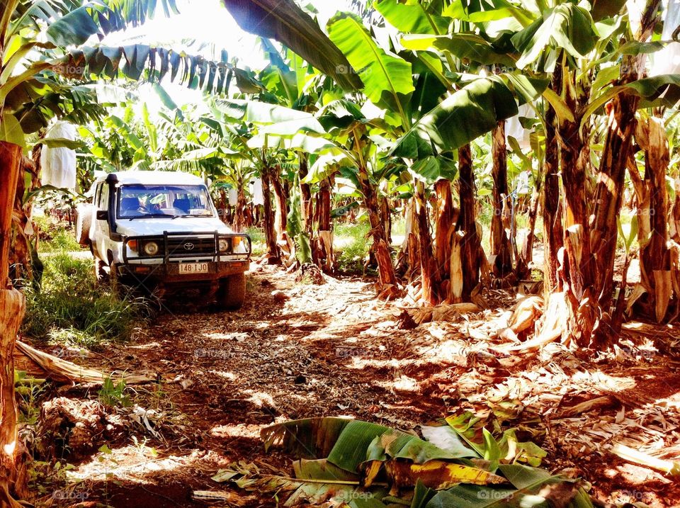 Banana farming in northern Queensland Australia 