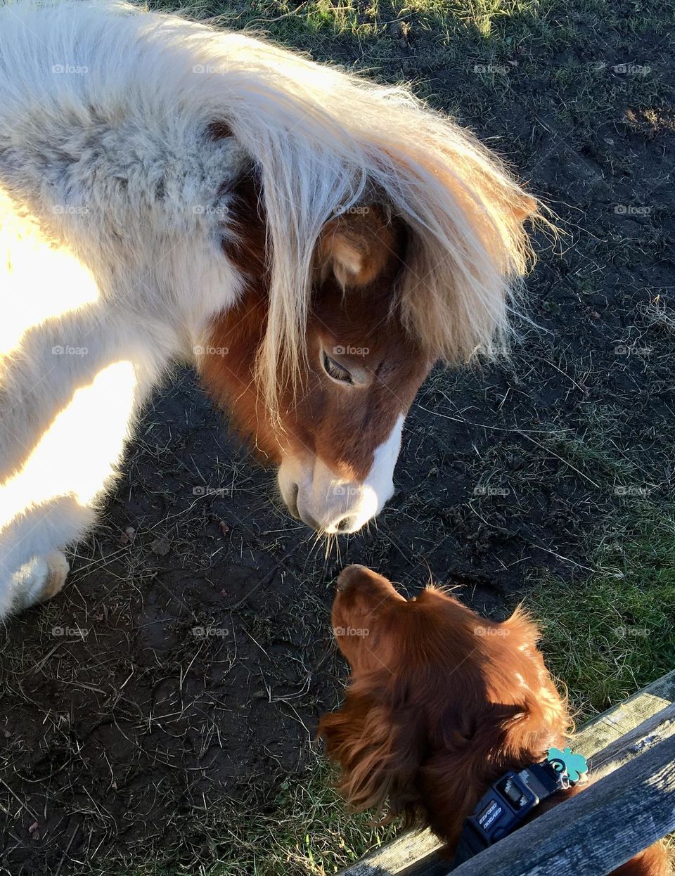 Friends … Red Setter popping his head through a fence to say hello to a little Shetland pony … love how the sun bounces off their fur coats !