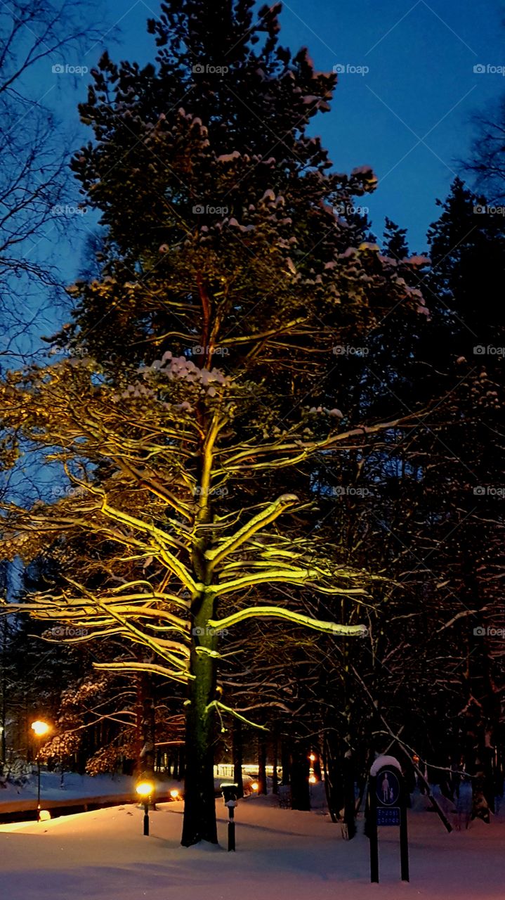 the illuminated tree looks like glass