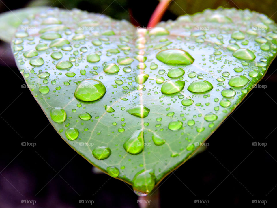 Water drop on leaf