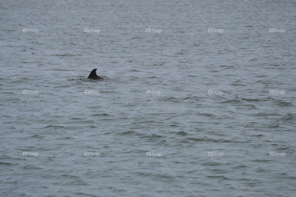 dolphin