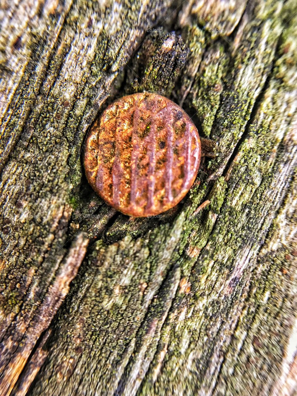 Macro Wood with Rusty Nail