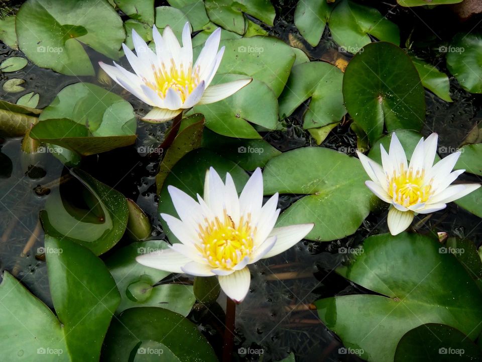 water lily