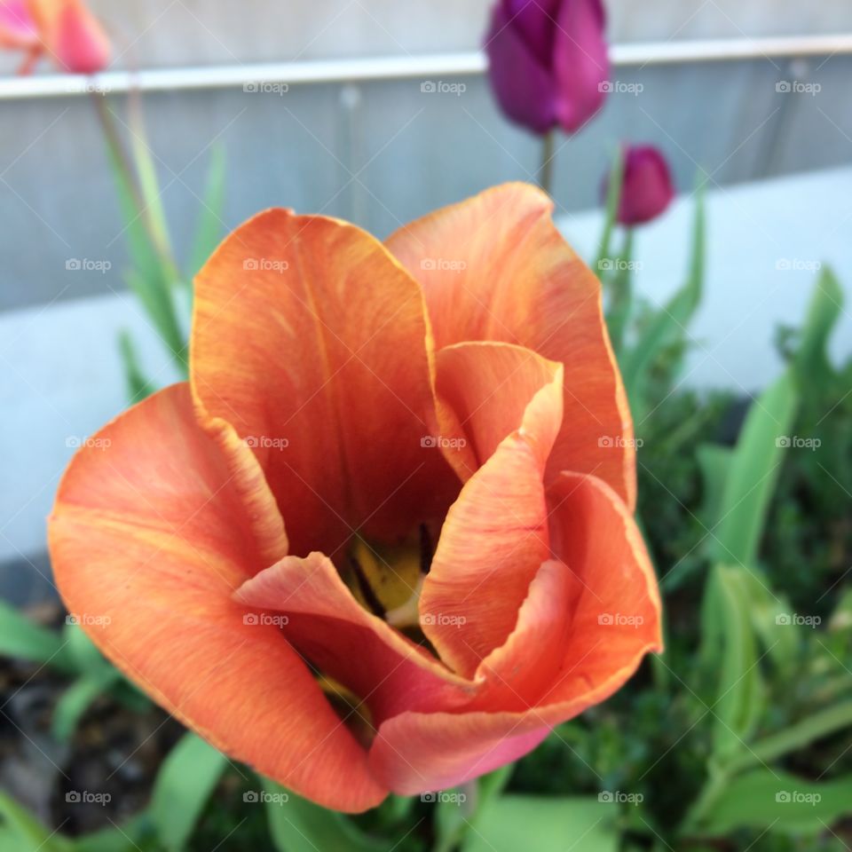 Tulip