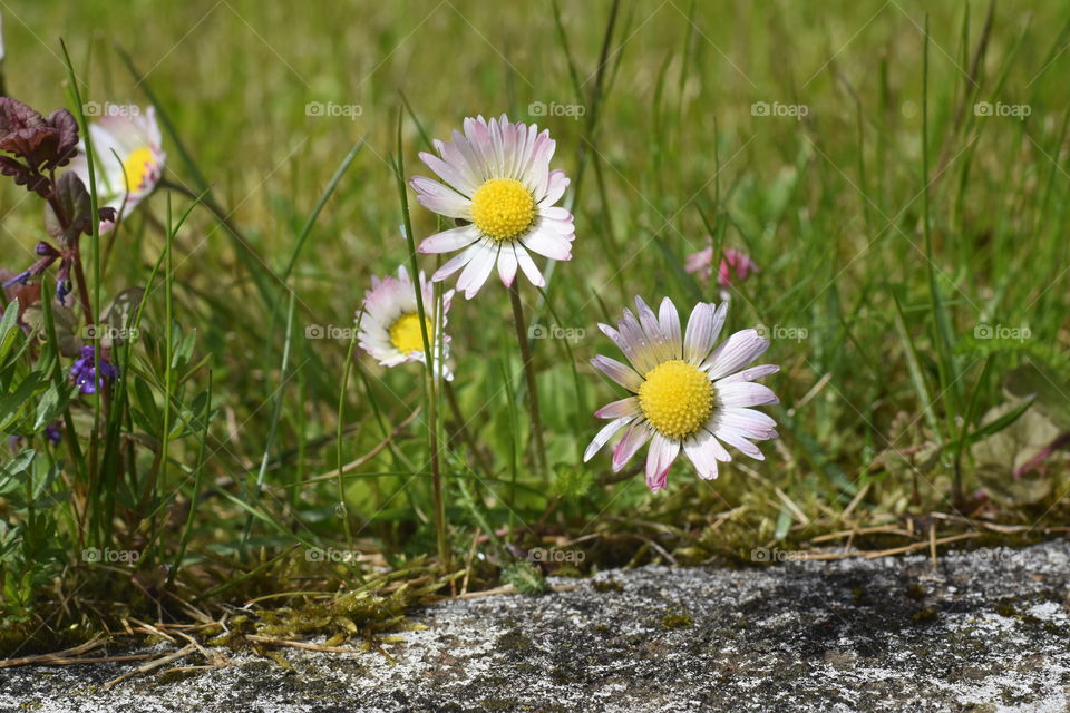cute flowers in nice day