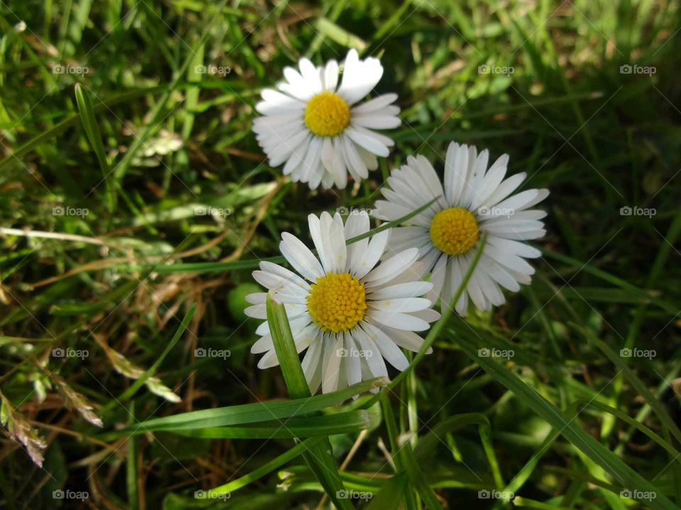 Meadow of chamomiles